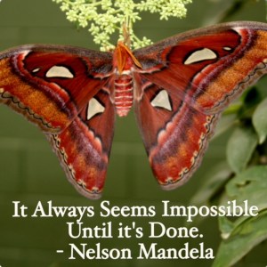 butterfly impossible